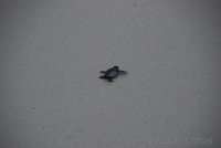 dsc_2464.jpg