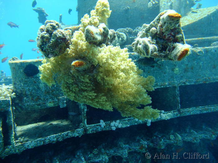 Tank underwater