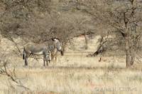 Grevi&rsquo;s zebra