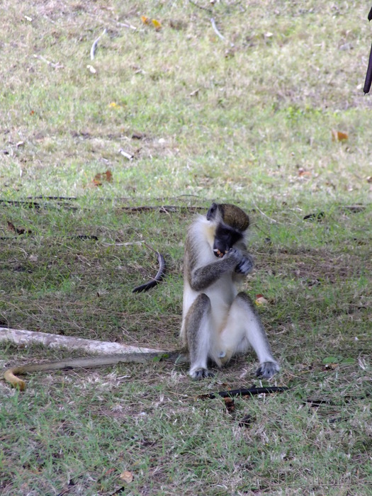 Green monkey