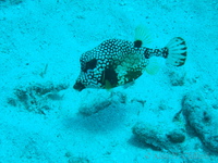 Smooth Trunkfish