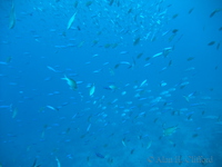 f200_4077.jpg