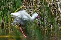 Spoonbill